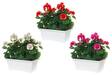 Pelargonia parvekeruukussa 34x19x42cm - Tekokukat - 135571 - 1