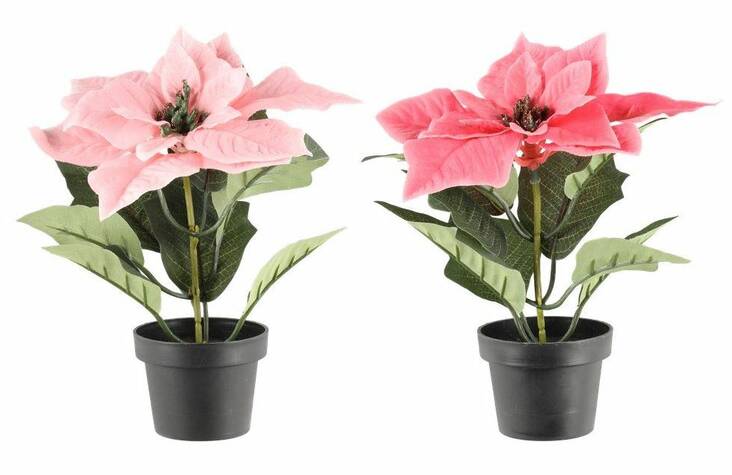 Joulutähti ruukussa 20cm - Kausikoristeet - 172641 - 1