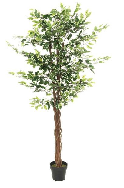 Viherkasvi Fiikus 180cm kirjavalehtinen - Tekokukat - 148557 - 1